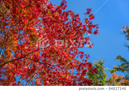 箱根紅葉攝影博物館 箱根紅葉攝影博物館 84817148