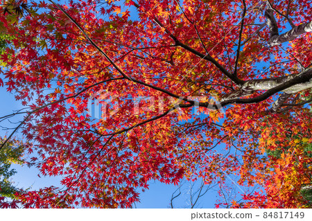 箱根紅葉攝影博物館 箱根紅葉攝影博物館 84817149