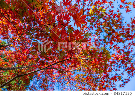 箱根紅葉攝影博物館 箱根紅葉攝影博物館 84817150