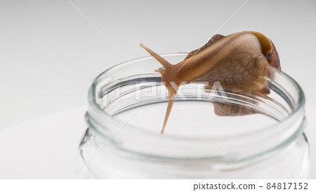 Close-up of a snail crawling on an empty glass jar on a white background. The use of shellfish in cosmetology. Close-up of a snail crawling on an empty glass jar on a white background. The use of shellfish in cosmetology. 84817152