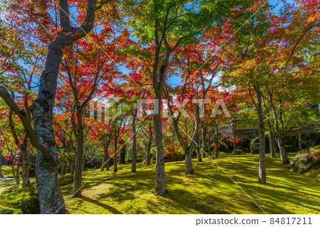 Hakone Museum of Photography in Autumn Leaves 84817211