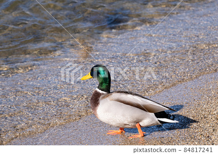 琵琶湖岸邊的水鳥 琵琶湖岸邊的水鳥 84817241