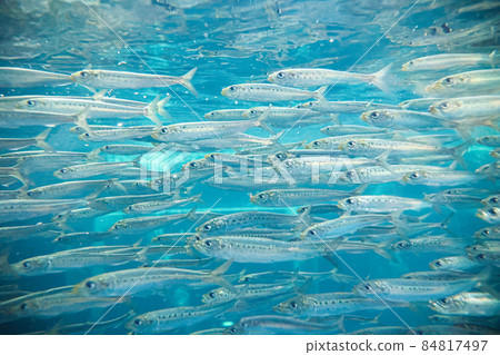 沙丁魚 84817497
