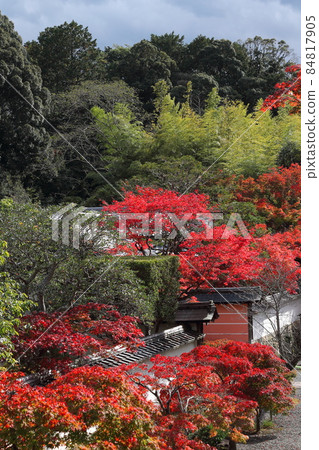 Manganji autumn leaves Manganji autumn leaves 84817905