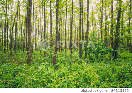 Fresh Spring Green Leaves Lush In Deciduous Forest. European Nature 84818155