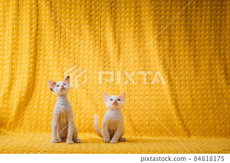 Two Funny Small Little White Devon Rex Kittens Kitty Cats On Yellow Plaid Background. Short-haired Cat Of English Breed. Shorthair Pet Cat Two Funny Small Little White Devon Rex Kittens Kitty Cats On Yellow Plaid Background. Short-haired Cat Of English Breed. Shorthair Pet Cat 84818175