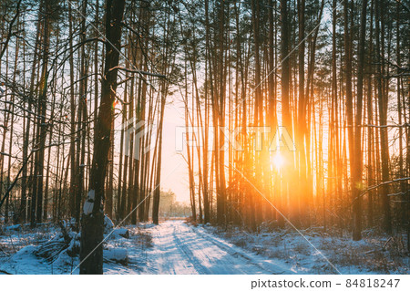 Country Road In Winter Pine Forest. Sun Sunshine Sunlight Through Frosted Trees Frozen Trunks Woods In Winter Snowy Coniferous Forest Landscape. Beautiful Woods In Forest Landscape 84818247