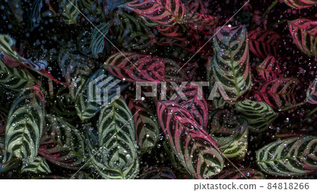 Green tropical leaves background 84818266