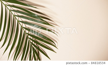 Palm leaves on beige background Palm leaves on beige background 84818534