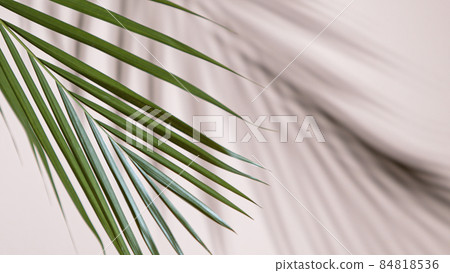 Palm leaves on beige background Palm leaves on beige background 84818536