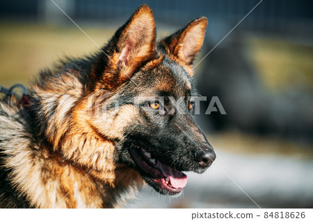 Close Up Beautiful Young German Shepherd Alsatian Wolf Dog. 84818626