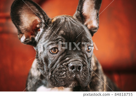 Close Up Portrait Of Young Black French Bulldog Dog Puppy. Funny Dog Baby With Beautiful Black Snout Eyes Bulldog Puppy Dog. Adorable Bulldog Puppy Close Up Portrait Of Young Black French Bulldog Dog Puppy. Funny Dog Baby With Beautiful Black Snout Eyes Bulldog Puppy Dog. Adorable Bulldog Puppy 84818755