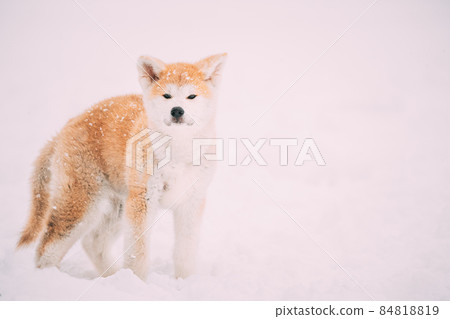 Puppy Of Akita Dog Or Akita Inu, Japanese Akita Standing In Snow At Winter Day. The Akita Is A Large Breed Of Dog Originating From The Mountainous Northern Regions Of Japan. Puppy Of Akita Dog Or Akita Inu, Japanese Akita Standing In Snow At Winter Day. The Akita Is A Large Breed Of Dog Originating From The Mountainous Northern Regions Of Japan. 84818819