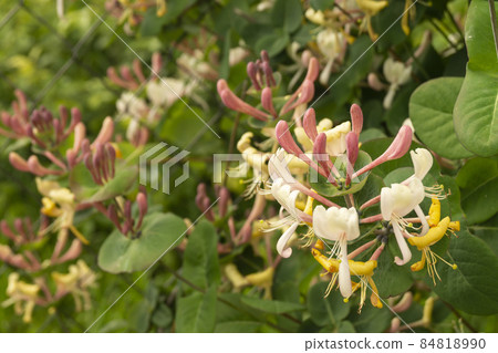 Blossom Lonicera on background green sheet 84818990
