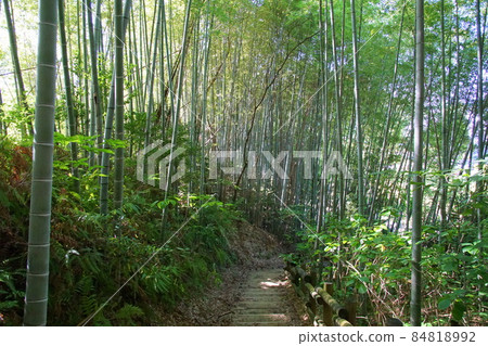 Bamboo grove small diameter 84818992