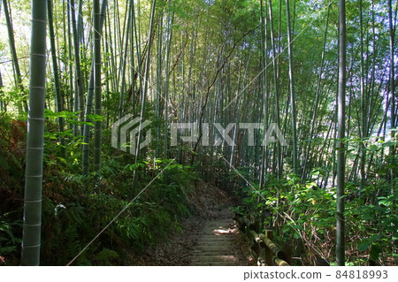 Bamboo grove small diameter 84818993