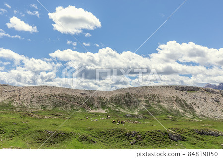 Sheep grazing in the highlands in the Italian Dolomites 84819050