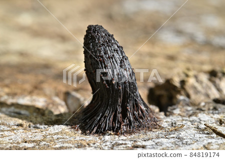 Slime mold fruit body 84819174