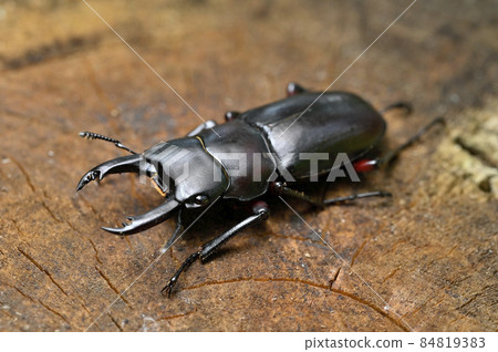 Akaashikuwagata 84819383