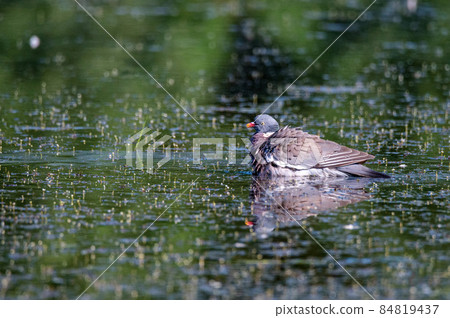 Wood Pigeon or Columba palumbus washes in water Wood Pigeon or Columba palumbus washes in water 84819437