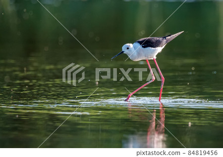 Black-winged stilt or Himantopus himantopus wades in marshland Black-winged stilt or Himantopus himantopus wades in marshland 84819456