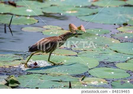 Close up of Indian pond heron or paddybird or Ardeola grayii Close up of Indian pond heron or paddybird or Ardeola grayii 84819465