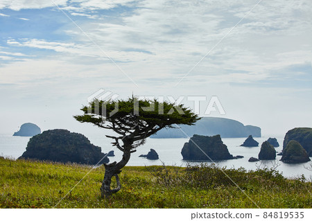 Kuril Islands, beautiful larch tree on background sky and bay. Kuril Islands, beautiful larch tree on background sky and bay. 84819535