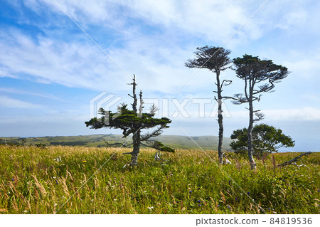 Kuril Islands. Beautiful larch tree on background sky Kuril Islands. Beautiful larch tree on background sky 84819536