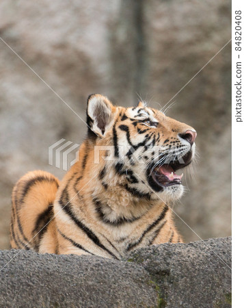 阿穆爾虎幼崽抬頭 84820408