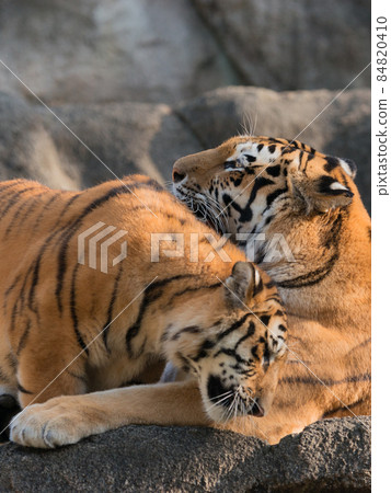 阿穆爾虎的媽媽被孩子推了 84820410