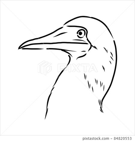 The blue-footed booby Line drawing. Black and white illustration. Vector. The blue-footed booby Line drawing. Black and white illustration. Vector. 84820553