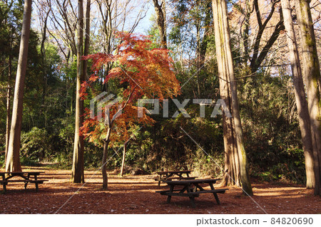 Autumn in Ikuta Ryokuchi, a famous spot for autumn leaves in Kawasaki City, Kanagawa Prefecture Autumn in Ikuta Ryokuchi, a famous spot for autumn leaves in Kawasaki City, Kanagawa Prefecture 84820690