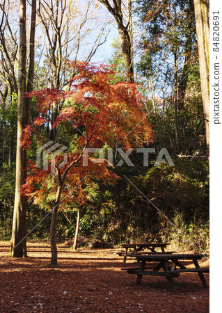 Autumn in Ikuta Ryokuchi, a famous spot for autumn leaves in Kawasaki City, Kanagawa Prefecture Autumn in Ikuta Ryokuchi, a famous spot for autumn leaves in Kawasaki City, Kanagawa Prefecture 84820691