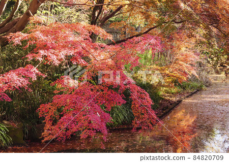 Autumn in Ikuta Ryokuchi, a famous spot for autumn leaves in Kawasaki City, Kanagawa Prefecture 84820709