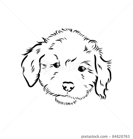Labradoodle Mix dog - vector isolated illustration on white background 84820763