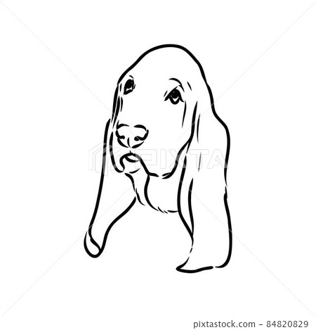 Decorative contour portrait of standing in profile Basset Hound, vector isolated illustration in black color on white background Decorative contour portrait of standing in profile Basset Hound, vector isolated illustration in black color on white background 84820829