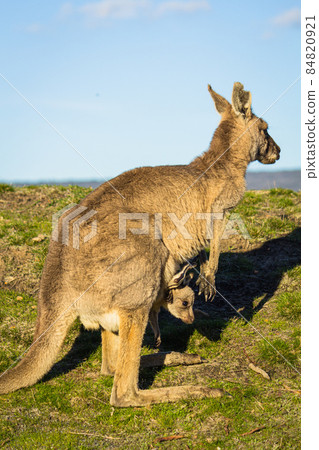 澳大利亞野生袋鼠 84820921