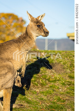 澳大利亞野生袋鼠 84820922