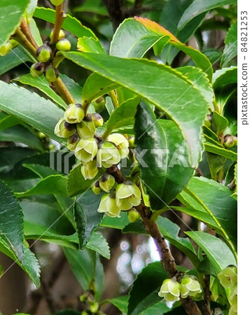 Eurya japonica 鐘形花 84821253