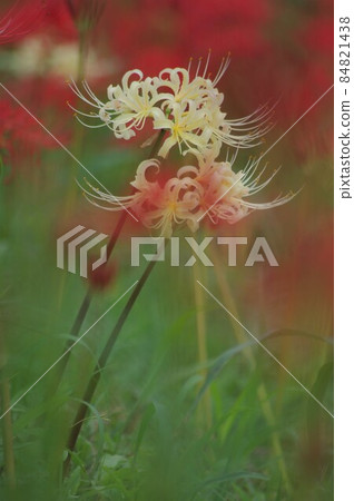 Cluster amaryllis blooming on the embankment of Handa city 84821438