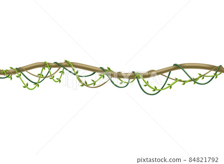 Tropical hanging vines. Jungle liana climbing plants, wild