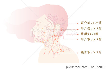 淋巴、淋巴管、淋巴結 淋巴、淋巴管、淋巴結 84822016