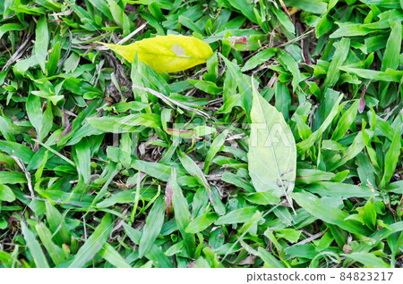 fallen leaf, fallen leaves on grass fallen leaf, fallen leaves on grass 84823217