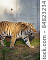 天王寺動物園老虎 84823234