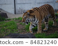 天王寺動物園老虎 84823240