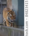 天王寺動物園老虎 84823415