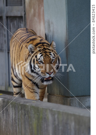 天王寺動物園老虎 84823415