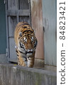 天王寺動物園老虎 84823421