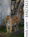 天王寺動物園老虎 84823423