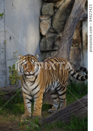 天王寺動物園老虎 84823423